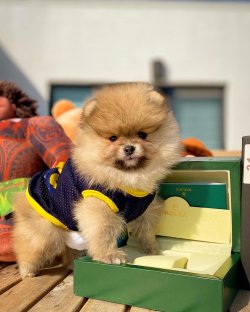 Yeni Gelen Teddybear Pomeranianboo Yavrularımızdan 5