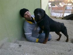 ROTWEİLLER YAVRULARI 4