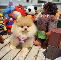 Küt Burun Teacup PomeranianBoo Kızımız 4