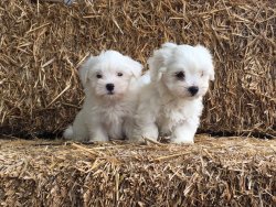 Tea Cup Maltese Terrier Yavrulari 3