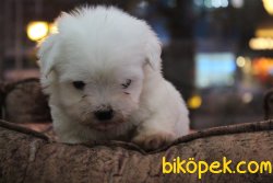 Süper Kalite Tea Cup Maltese Terrier Yavrular Mağazamıda 5