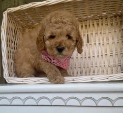 Safkan Toy Poodle Yavrularımız 5
