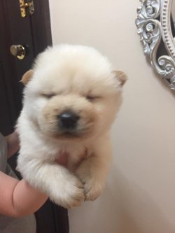 Beyaz Satılık Chow Chow Yavrular 3