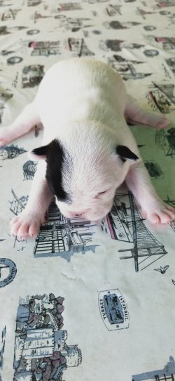Sahibinden French Buldog A Kalite 4