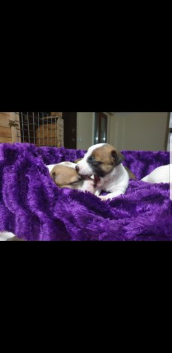 Jack Russell Yavulari 1