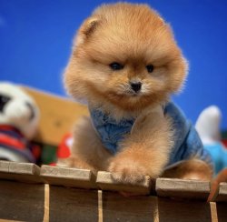Orijinal MiniBoy PomeranianBoo Oğlumuz 3