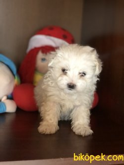 Kar Beyazı Maltese Terrierler 2