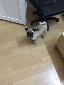 DİŞİ 10 AYLIK PUGMOPS 2
