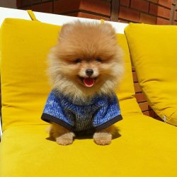 Boo Pomeranian Tedy Bear Yavrular 2