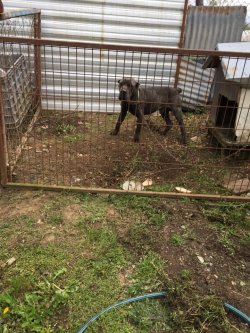 Cane Corso Erkek 1