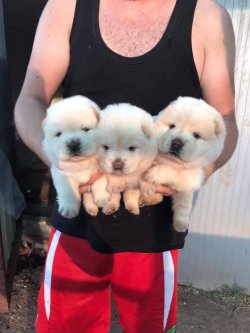 Beyaz Chow Chow Yavrularımız 4