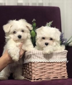 Maltese Terri̇er 1