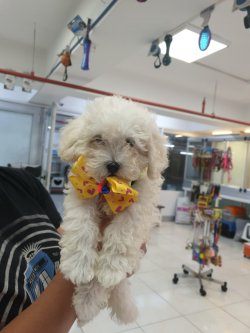 Maltese Bebekler 1