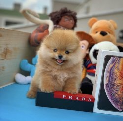 Orjinal  Teddybear Yüz Yapısına Sahip PomeranianBoo 1
