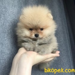 Boo Pomeranian Yavrular 3