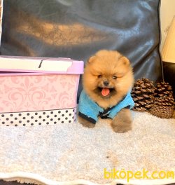 Ayı Surat Boo Pomeranian Yavrular 4