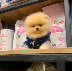SAFKAN POMERANİAN BOO YAVRU 2