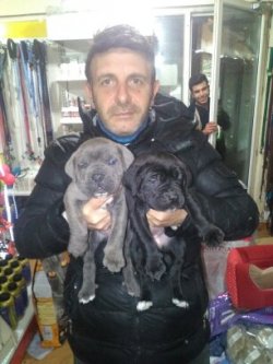 SATILIK MÜKEMMEL CANE CORSO BLU SİYAH YAVRULARI 1