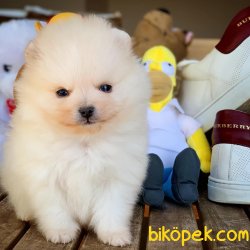 Safkan Büyümeyen Cins Pomeranian Boo 3
