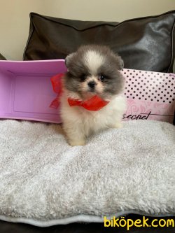 Boo Pomeranian Yavrular 1