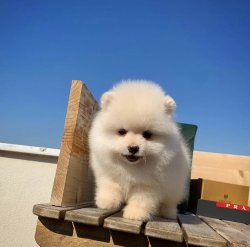 Kar Beyazı Teddybear Pomeranianboo Yavrularımızdan 2