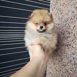 A Kalite Mükemmel Pomeranian Yavrulari 3