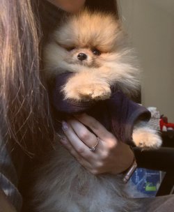 Pomeranian Boo Safkan Boo Garantili Asili Eğitimli Yavrular 3