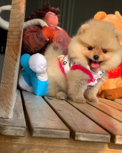 Irk Ve Sağlık Garantili PomeranianBoo Yavrularımızdan 3