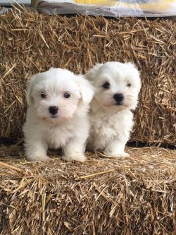 Tea Cup Maltese Terrier Yavrulari 1