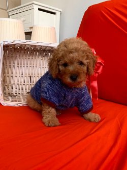 Toy Poodle Yavrular 2
