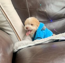 TOY POODLE YAVRULAR 2