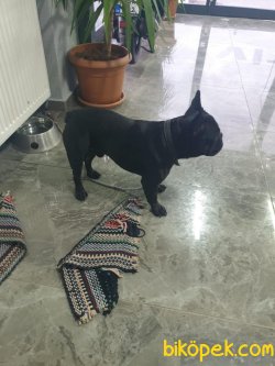 French Buldog 23 Aylık Erkek 2