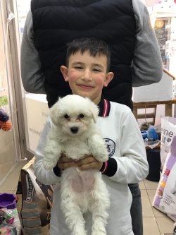 MALTESE TERRIER YAVRUMUZ 1