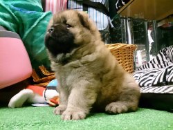 CHOW CHOW YAVRULARIMIZ SIZLERI BEKLIYO 4