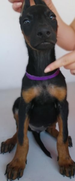 Muhteşem Doberman Yavruları 1