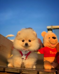 Beyaz PomeranianBoo Yavrularımızdan 3