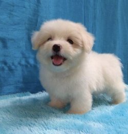 Orjinal 0 Numara Maltese Terrier Yavrularimiz 1