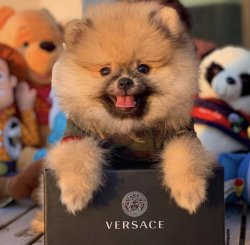 TeddyBear Yüz Yapısına Sahip Yavrularımızdan 1