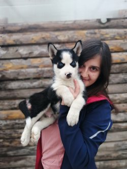 Masmavi Gözlü Husky Yavruları 4