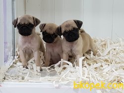 SATİLİK PUG YAVRULARI 3