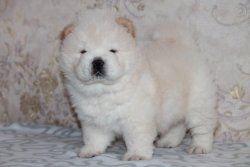Chow Chow Yavrusu Afyondan 2