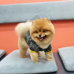 Pomeranian Show Kalite Secereli Köpeğimiz 2