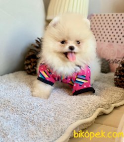 Beyaz Boo Pomeranian Yavrular 1