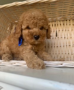 Toy Poodle Red Orjinal Yavrularımız 5