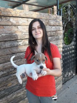 Muhteşem Jack Russel Yavrularımız 2
