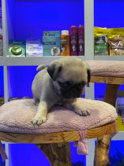 Pug Yavrularımız Irk Garantilidir 1