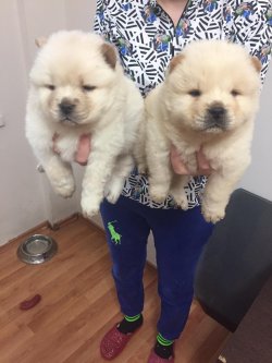 Satılık Chow Chow Yavrusu 4