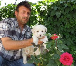 SATILIK 0 BOY MALTESE TERRİER YAVRULARI 2