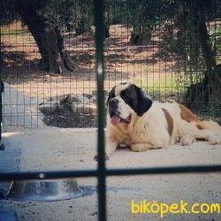 Sahibinden St. Bernard Yavruları 2