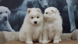 SAMOYED YAVRUSU 3